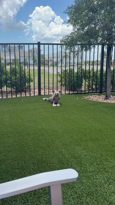 Gidget, a female Chinese Crested for sale in Sarasota, FL – 9 of 9