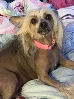 Gidget, a female Chinese Crested for sale in Sarasota, FL – 2 of 9