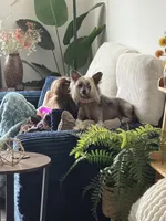 Gidget, a female Chinese Crested for sale in Sarasota, FL – 4 of 9
