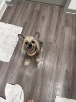 Gidget, a female Chinese Crested for sale in Sarasota, FL – 6 of 9