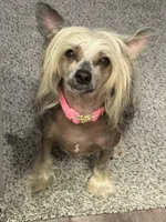 Gidget, a female Chinese Crested for sale in Sarasota, FL – 7 of 9