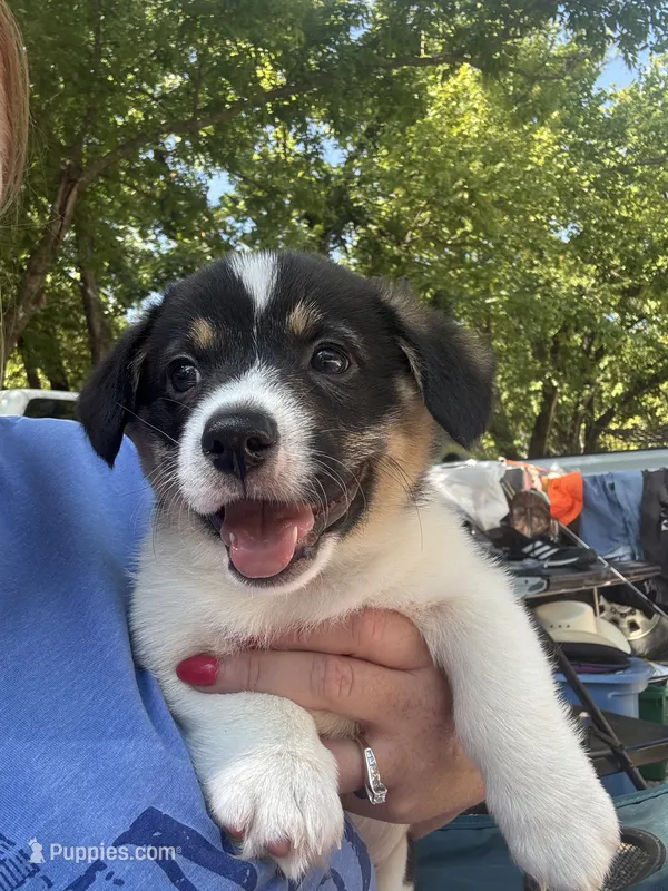 PATCH – Pembroke Welsh Corgi puppy for sale in Foster, OK