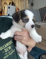 GUS, a male Pembroke Welsh Corgi for sale in Foster, OK – 2 of 3