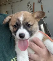 CLARK, a male Pembroke Welsh Corgi for sale in Foster, OK – 3 of 3