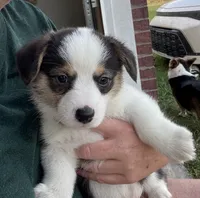 GUS, a male Pembroke Welsh Corgi for sale in Foster, OK – 3 of 3
