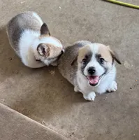 CHUNK, a male Pembroke Welsh Corgi for sale in Foster, OK – 2 of 2