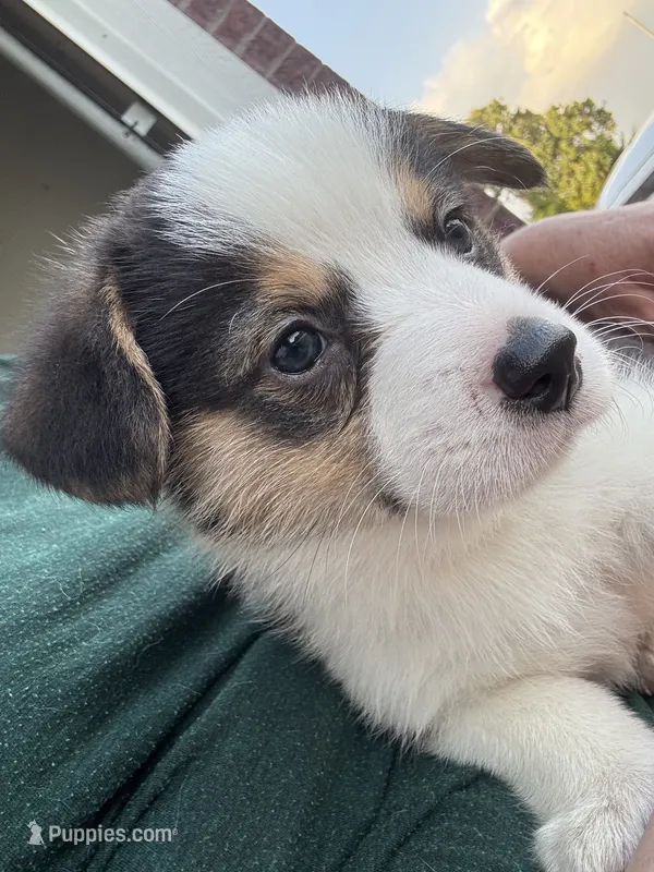GUS – Pembroke Welsh Corgi puppy for sale in Foster, OK