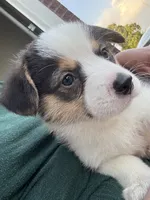 GUS, a male Pembroke Welsh Corgi for sale in Foster, OK – 1 of 3