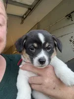 PATCH, a male Pembroke Welsh Corgi for sale in Foster, OK – 3 of 3