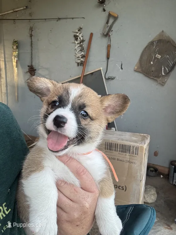 CLARK – Pembroke Welsh Corgi puppy for sale in Foster, OK