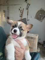 CLARK, a male Pembroke Welsh Corgi for sale in Foster, OK – 1 of 3