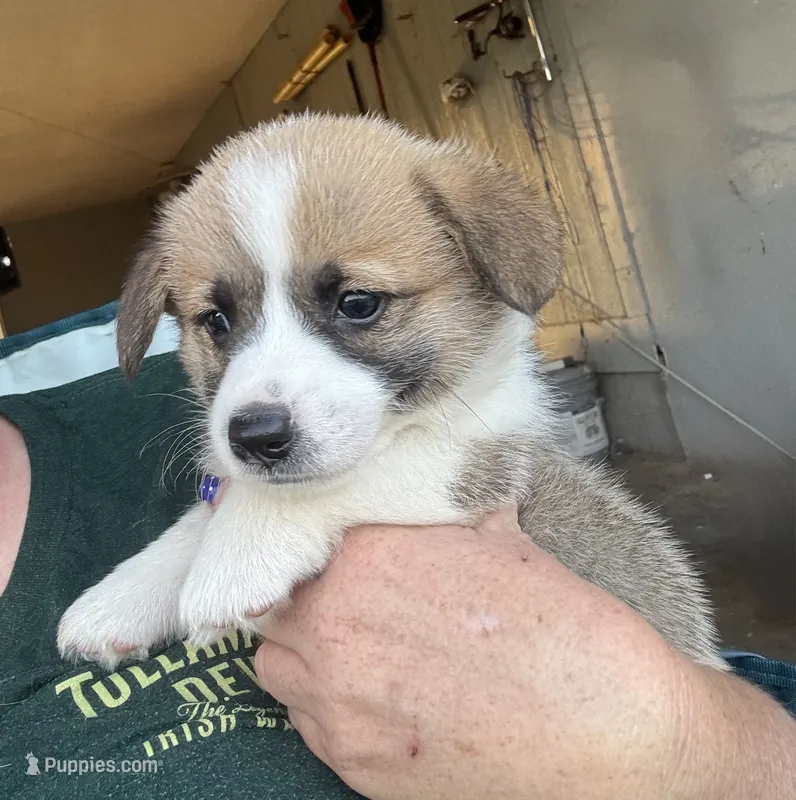 CHUNK – Pembroke Welsh Corgi puppy for sale in Foster, OK