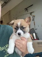 CLARK, a male Pembroke Welsh Corgi for sale in Foster, OK – 2 of 3