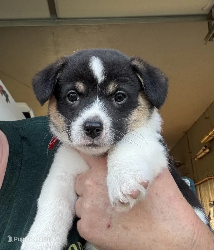 PATCH – Pembroke Welsh Corgi puppy for sale in Foster, OK