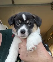 PATCH, a male Pembroke Welsh Corgi for sale in Foster, OK – 1 of 3