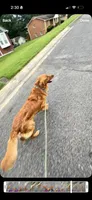 Whiskey , a male Golden Retriever for sale in Pleasant Grove, AL – 2 of 3