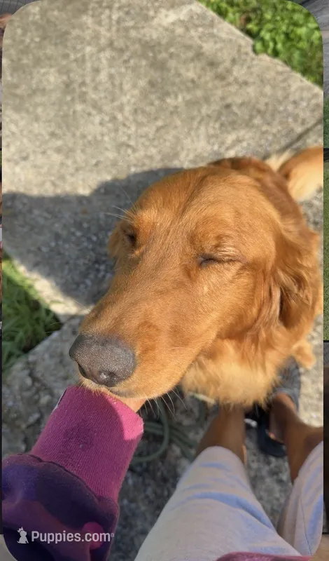 Whiskey  – Golden Retriever puppy for sale in Pleasant Grove, AL