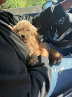 Bambi, a female Poodle - Miniature  for sale in Pleasant Grove, AL – 2 of 3