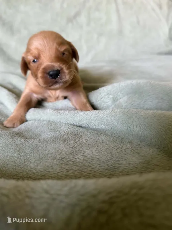 Win dixe  – Golden Retriever puppy for sale in Pleasant Grove, AL