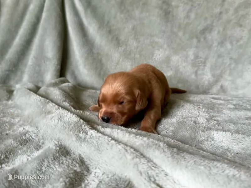 King – Golden Retriever puppy for sale in Pleasant Grove, AL