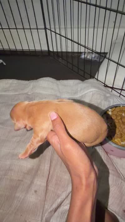 Juno, a male Golden Retriever for sale in Pleasant Grove, AL – 2 of 2