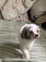 Weezy, a male Poodle - Miniature  for sale in Pleasant Grove, AL – 1 of 2