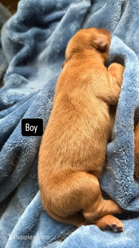 Juno – Golden Retriever puppy for sale in Pleasant Grove, AL