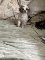 Weezy, a male Poodle - Miniature  for sale in Pleasant Grove, AL – 2 of 2