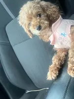 Bambi, a female Poodle - Miniature  for sale in Pleasant Grove, AL – 3 of 3
