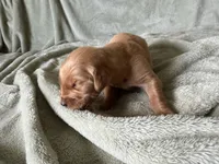 Princess , a female Golden Retriever for sale in Pleasant Grove, AL – 2 of 3