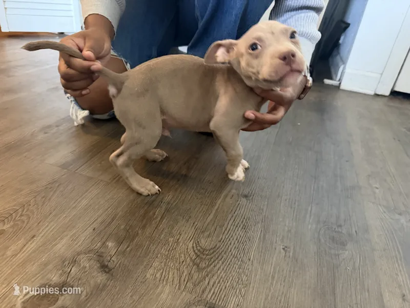 Buster , a male American Bully for sale in Pleasant Grove, AL – 1 of 3