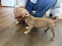 Buster , a male American Bully for sale in Pleasant Grove, AL – 3 of 3