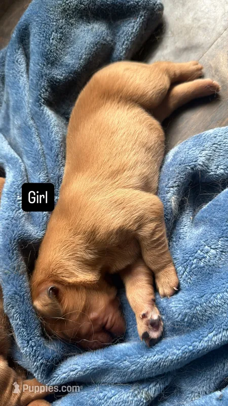 Win dixe  – Golden Retriever puppy for sale in Pleasant Grove, AL