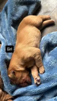 Win dixe , a female Golden Retriever for sale in Pleasant Grove, AL – 1 of 2