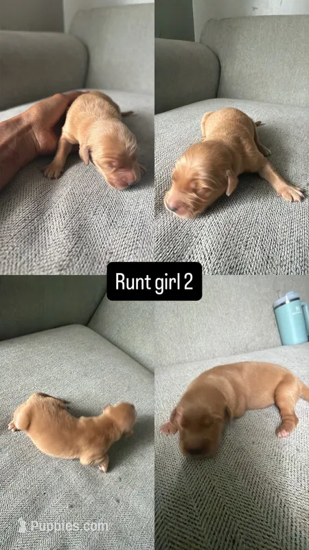 Juno – Golden Retriever puppy for sale in Pleasant Grove, AL