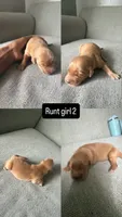 Juno, a male Golden Retriever for sale in Pleasant Grove, AL – 1 of 1