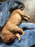 Win dixe , a female Golden Retriever for sale in Pleasant Grove, AL – 2 of 2