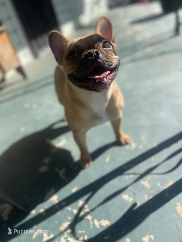 Cinnamon  – French Bulldog puppy for sale in Pleasant Grove, AL
