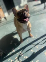 Cinnamon , a female French Bulldog for sale in Pleasant Grove, AL – 1 of 2