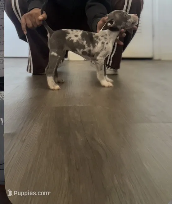 Tutty, a female American Bully for sale in Pleasant Grove, AL – 1 of 1