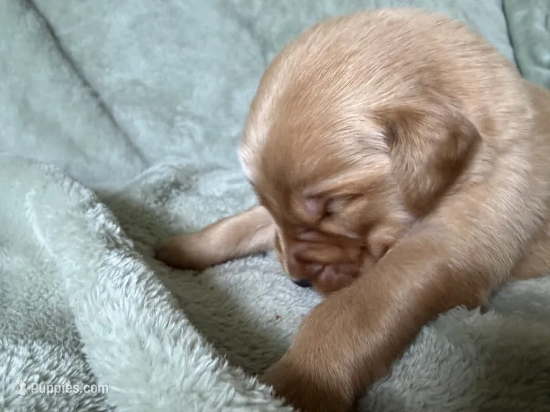 Princess  – Golden Retriever puppy for sale in Pleasant Grove, AL