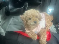 Bambi, a female Poodle - Miniature  for sale in Pleasant Grove, AL – 1 of 3