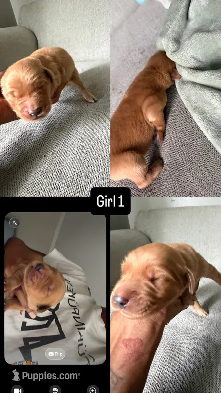 Win dixe  – Golden Retriever puppy for sale in Pleasant Grove, AL