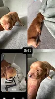 Win dixe , a female Golden Retriever for sale in Pleasant Grove, AL – 1 of 1