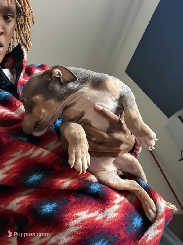 Pixe dust, a female American Bully for sale in Pleasant Grove, AL – 1 of 2