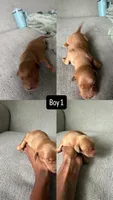 Franklin , a male Golden Retriever for sale in Pleasant Grove, AL – 2 of 2