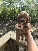 Red male , a male Poodle - Miniature  for sale in Guntersville, AL – 2 of 4
