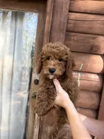 Rowdy , a male Poodle - Miniature  for sale in Guntersville, AL – 2 of 3
