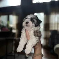 Sky, a female Maltipoo for sale in Guntersville, AL – 4 of 4