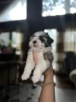 Sky, a female Maltipoo for sale in Guntersville, AL – Photo 4 of 4